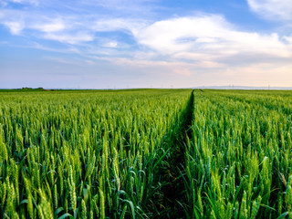 Green wheat field, agricultural landscape.