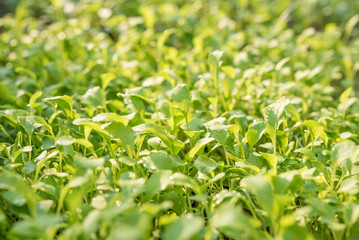 Closeup of small saplings in garden , Agriculture and Seeding Plant , Group of green sprouts growing out from soil