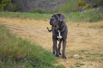 Cane corso