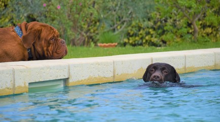 Dogue de bordeaux et labrador