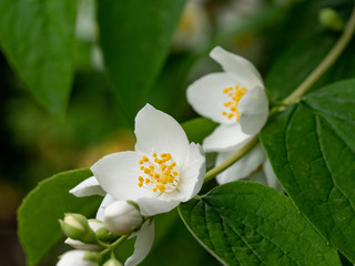 Sweet mock-orange English dogwood(Philadelphus coronarius) ** Note: Shallow depth of field