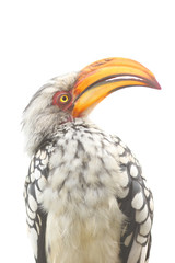 The southern yellow-billed hornbill (Tockus leucomelas) .Isolated portrait.