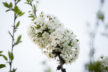Flowering branches of trees against the sky in early spring