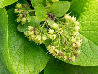 Trachystemon orientalis, commonly known as Abraham-Isaac-Jacob, is a perennial herb of the family Boraginaceae