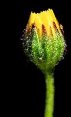 margarita o diente de leon