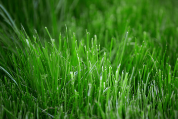 Fototapeta na wymiar Green grass early spring in the woods close up