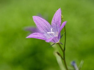 Campanula patula. Field flower. A flower of a spreading harebell growing on a summer meadow.