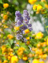 Closeup of Lilac Flower at Blossom