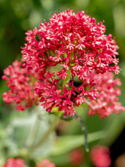 Close-up of a Centranthus Ruber plant with green background** Note: Shallow depth of field