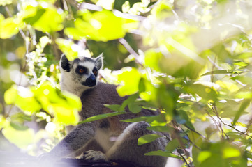 Ring-tailed lemur. Madagascar