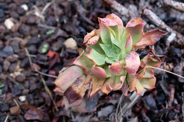 succulents on the ground