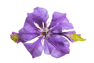 lilac clematis flower isolated