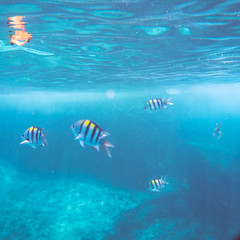 Obraz na płótnie Canvas Underwater landscape with tropical coral fishes. School of dascillus fish