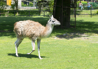 Zoo © Zbyszek Nowak