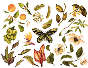 Tropical Watercolor Vintage set with isolated objects, banana branch, orchid, liana, butterfly, magnolia, banana leaves, flower sterilization, orange, neroli, orange flower. 