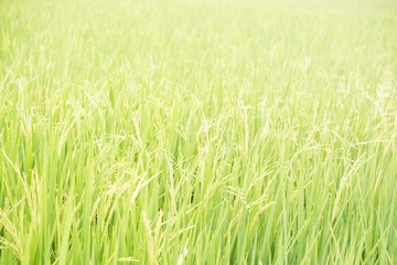 Green Rice Field
