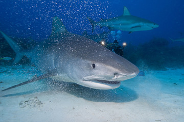 Tiger Shark showing sharp rows of teeth close to the ground