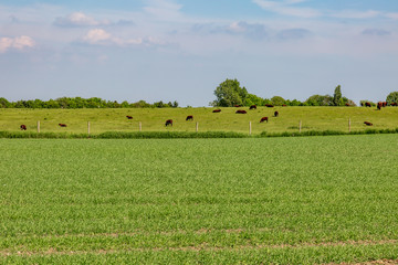 Cows grazing in the Sussex countryside, on a sunny spring day