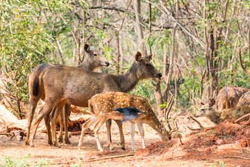 A group of sambar deer standing under a tree & looking towards to visitor.
