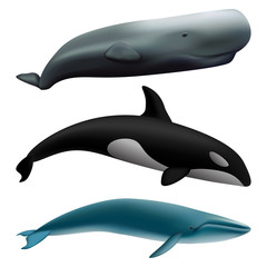 Whale blue tale fish mockup set. Realistic illustration of 3 whale blue tale fish mockups for web