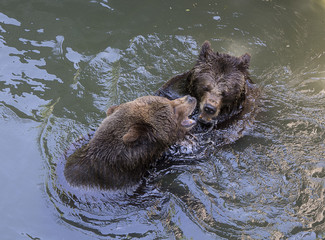 Niedzwiedzie brunatne © Zbyszek Nowak