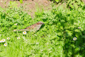 sparrow bird sitting in green grass and white small flowers