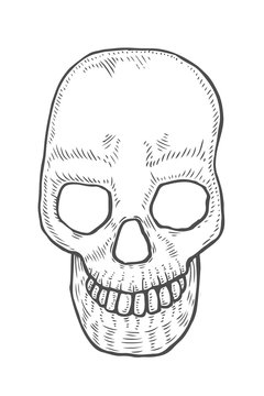 Skeleton of the human head