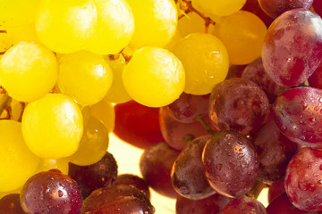 Rote und weisse Weintrauben mit Wassertropfen im Sonnenlicht