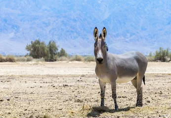 Papier Peint photo Âne Somali wild donkey (Equus africanus). This species is extremely rare both in nature and in captivity. Nowadays it inhabits nature reserve near Eilat, Israel