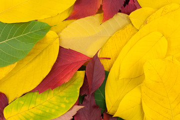 Heap of fallen autumn leaves red yellow and green color on old worn rustic brown wooden table. Background