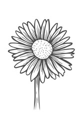black and white daisy flower - 205232481