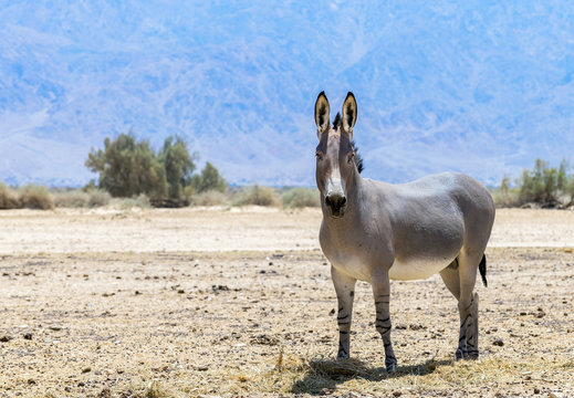 Somali wild donkey (Equus africanus). This species is extremely rare both in nature and in captivity. Nowadays it inhabits nature reserve near Eilat, Israel