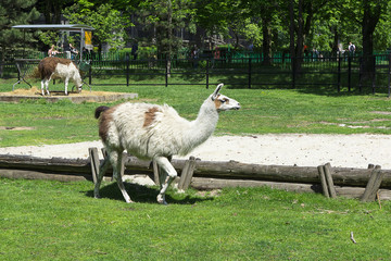 Zoo © Zbyszek Nowak