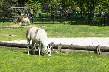 Zoo © Zbyszek Nowak