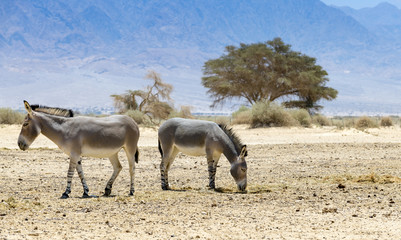Âne sauvage de Somalie (Equus africanus). Cette espèce est extrêmement rare à la fois dans la nature et en captivité. De nos jours, il habite la réserve naturelle près d& 39 Eilat, Israël