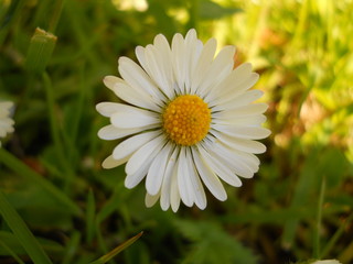 Fototapeta premium très belle marguerite aux feuilles blanches