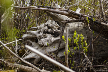  Russia, Siberia, spring