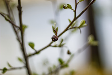  Russia, Siberia, spring