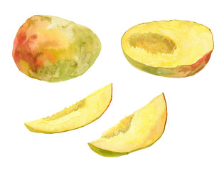 Mango. Watercolor illustration