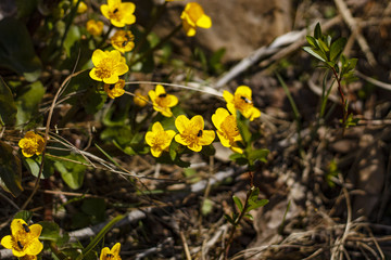Russia, Siberia, spring