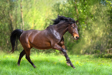 Bay horse run gallop on green pasture