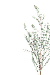 Fototapeta na wymiar Eucalyptus leaves on white background. Top view and flat lay style.