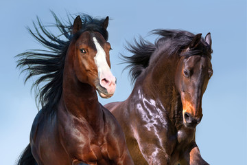 Two horse run free close up portrait