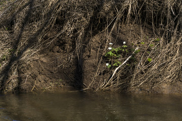 white flowers snowdrops hid under the steep clay shore of a muddy spring river