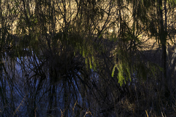 secluded oxbow lake in the spring river valley, covered with willow bushes and spruces, focus on sunlit spruce branches..