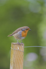 Close up of Robin Bird