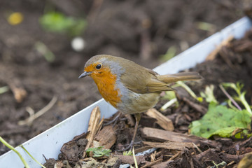 Robin red breast bird on the ground searching for worms