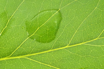 Goutte d'eau sur une feuille