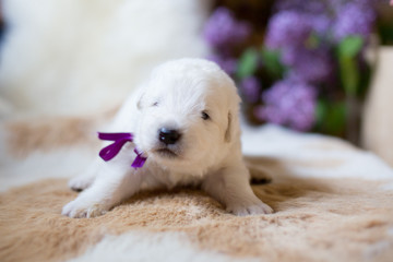 Portrait of one week old maremma puppy lying on the cow's fur and looking to the camera. Lovely white puppy is on the lilac flower background