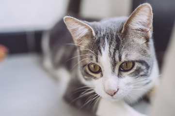 Chat blanc et tigré